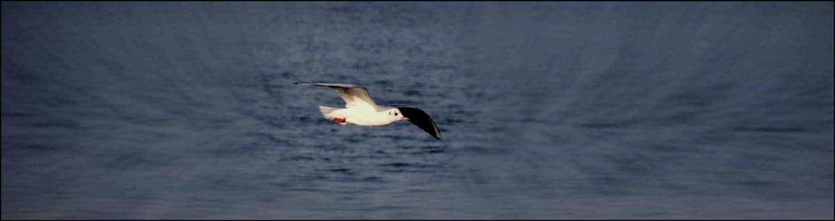 Möwenflug an der Brexit-Küste © Tomas Rübenach