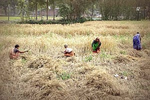 Frauen bei Feldarbeit in Bangladesh (c) Tom Ruebenach