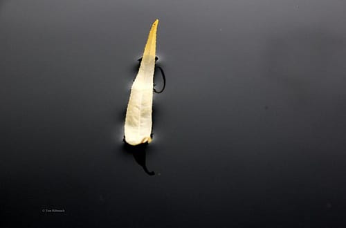 Blatt auf Wasser © Tom Rübenach